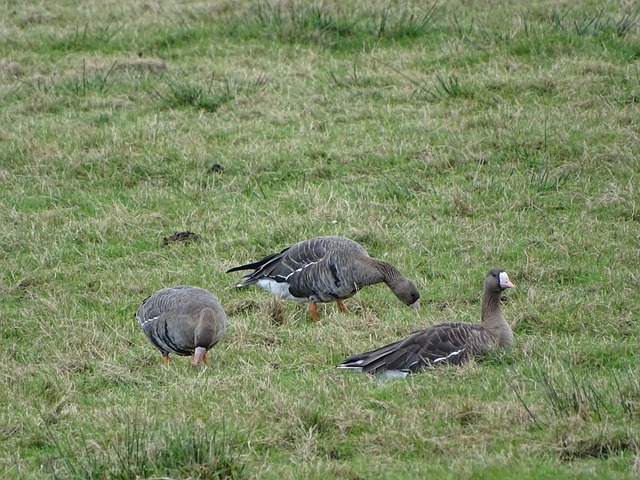 贺首维的信 贺首维的信